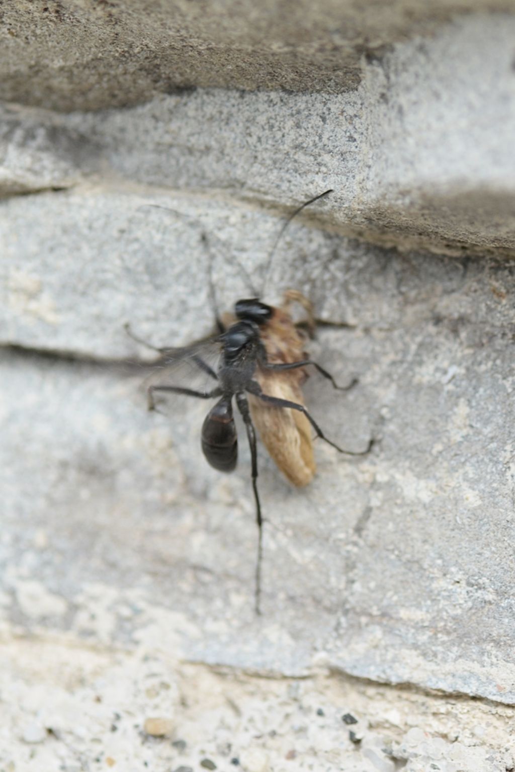 Pompilidae  con preda da determinare